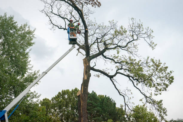 Mulching Services in White Mountain Lake, AZ